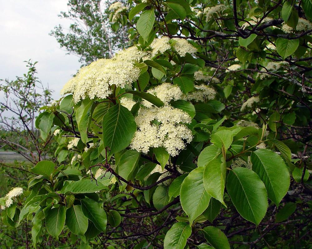 Viburnum Lentago - View 2 from www redcrocus com