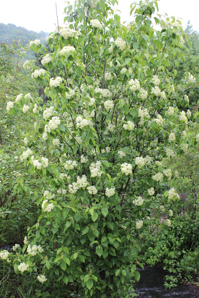 Viburnum Lentago - View 7 from www redcrocus com