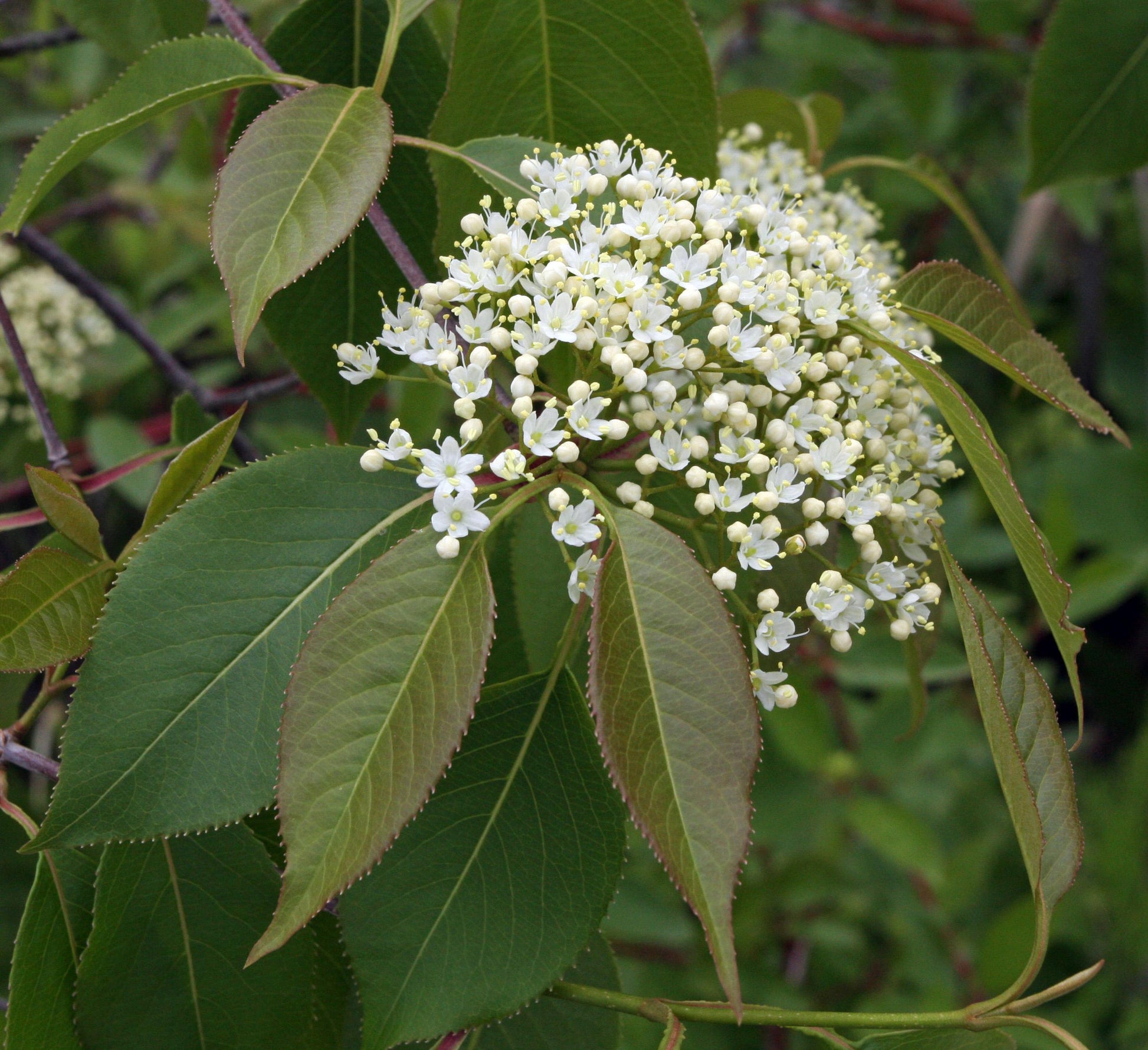 Viburnum Lentago - View 8 from www redcrocus com