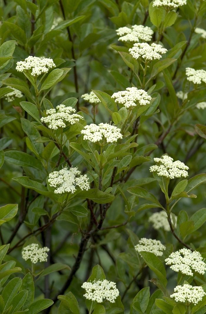 Viburnum Nudum Winterthur - View 10 from www redcrocus com