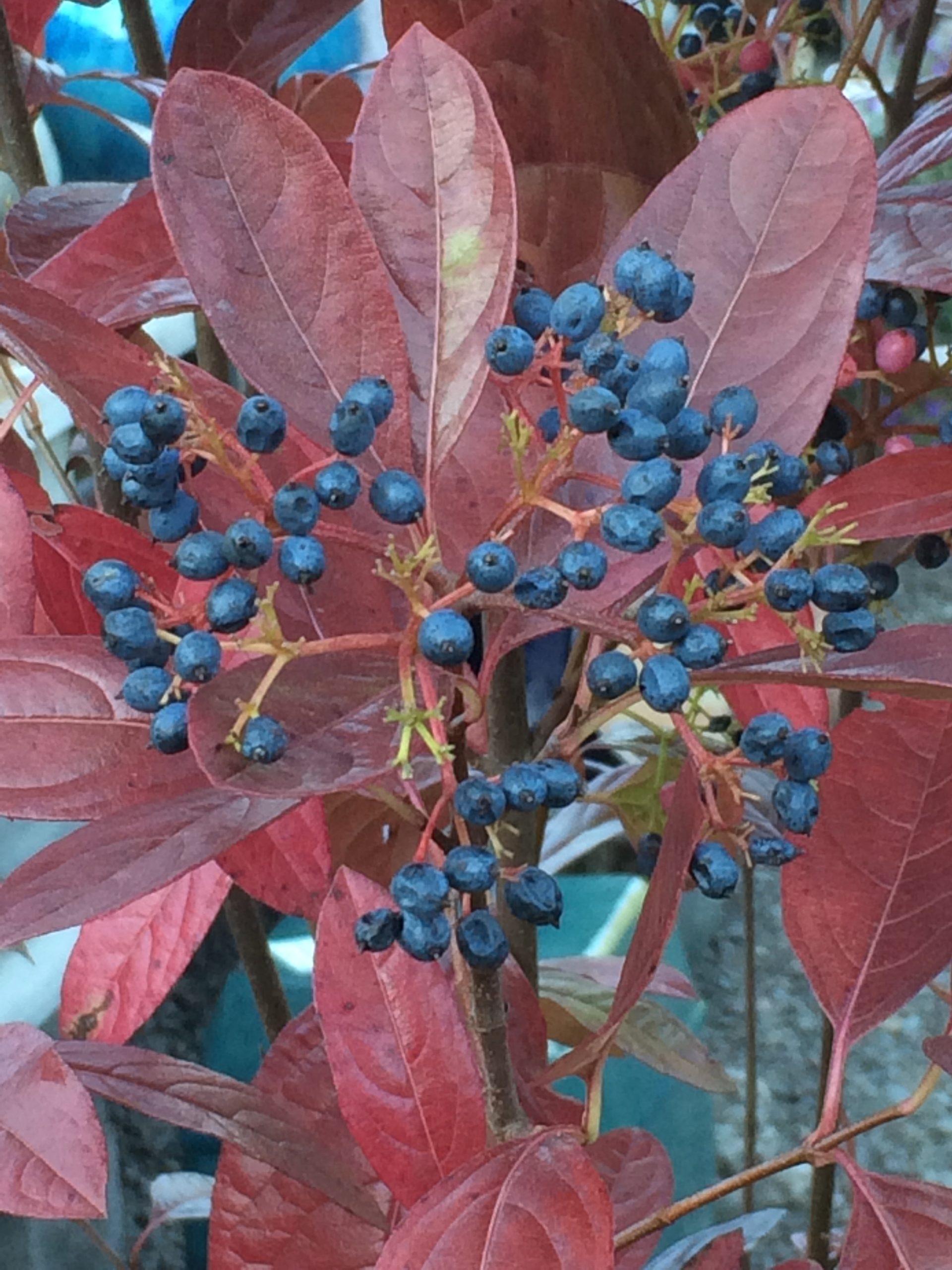 Viburnum Nudum Winterthur - View 15 from www redcrocus com