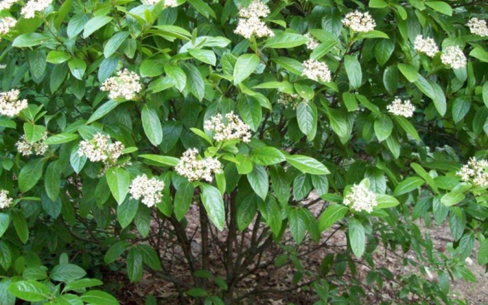 Viburnum Nudum Winterthur - View 17 from www redcrocus com