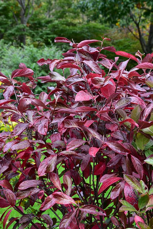 Viburnum Nudum Winterthur - View 18 from www redcrocus com
