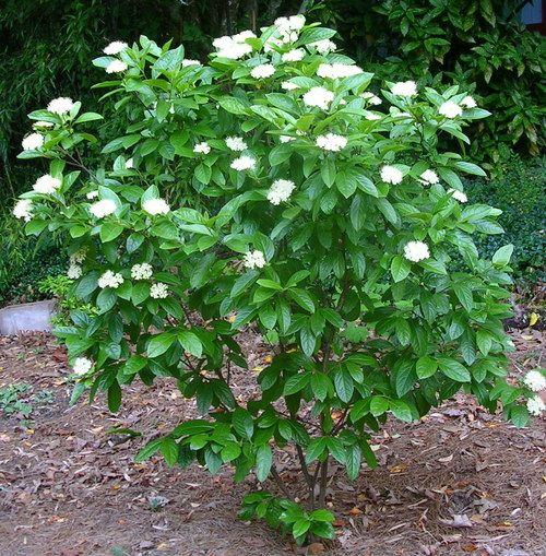 Viburnum Nudum Winterthur - View 19 from www redcrocus com
