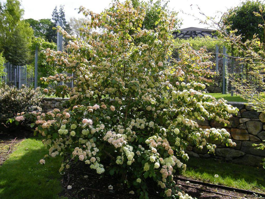 Viburnum Nudum Winterthur - View 20 from www redcrocus com