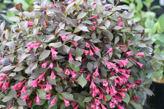 Weigela Florida Midnight Wine Shine - View 1 from www redcrocus com