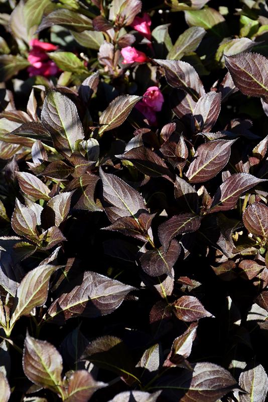 Weigela Florida Midnight Wine Shine - View 9 from www redcrocus com