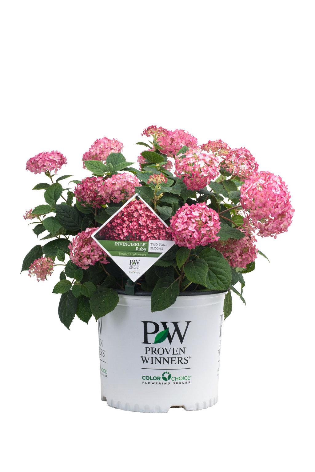Hydrangea Arborescens Invincibelle Ruby - View 17 from www redcrocus com