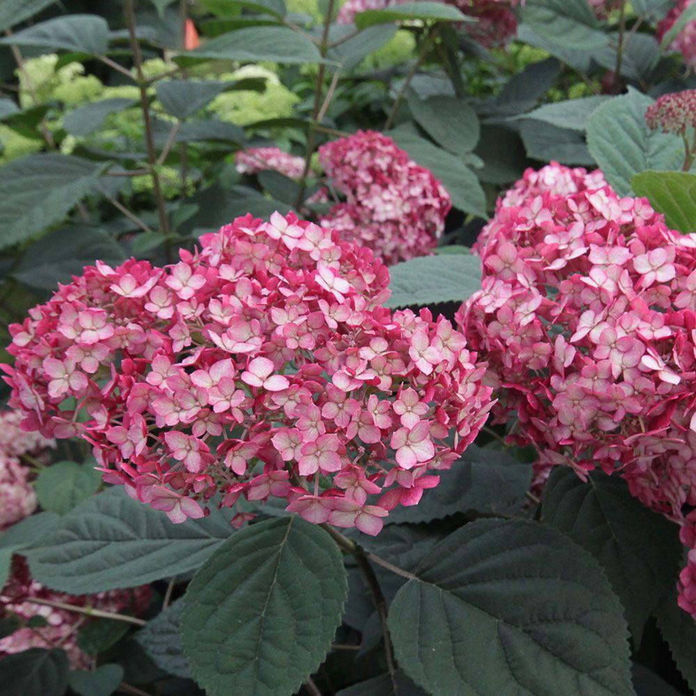 Hydrangea Arborescens Invincibelle Ruby - View 20 from www redcrocus com