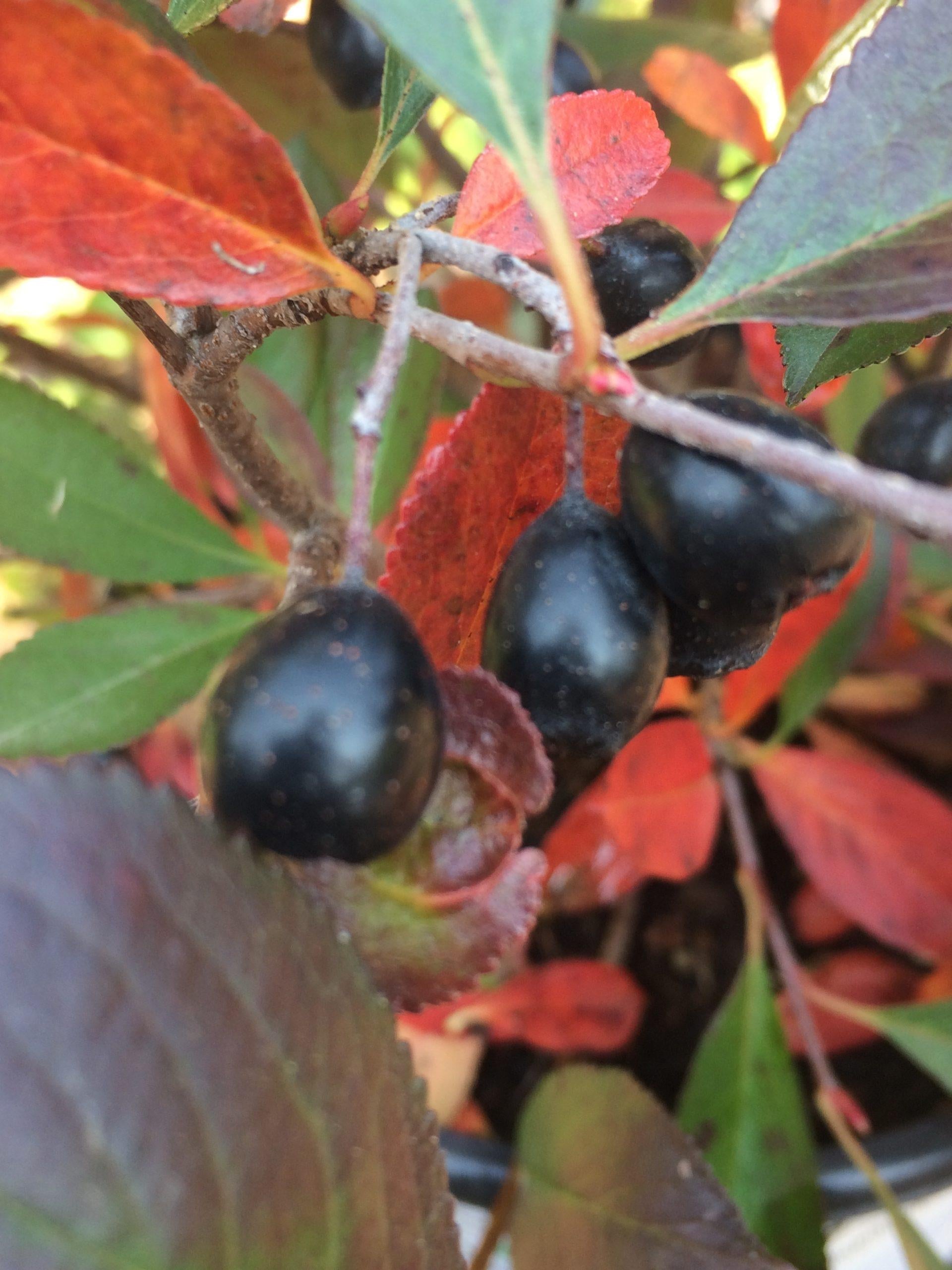 Aronia Melanocarpa Ground Hug - View 16 from www redcrocus com