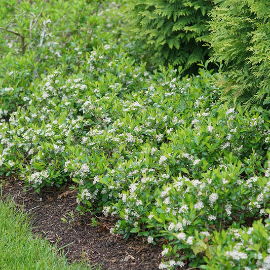 Aronia Melanocarpa Ground Hug - View 1 from www redcrocus com