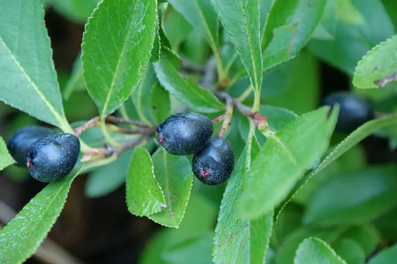 Aronia Melanocarpa Ground Hug - View 8 from www redcrocus com