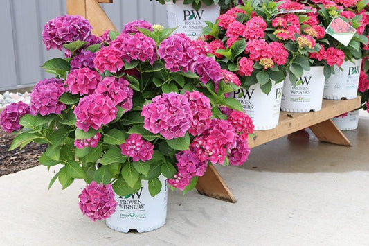 Hydrangea Macrophylla Wee Bit Grumpy - View 1 from www redcrocus com