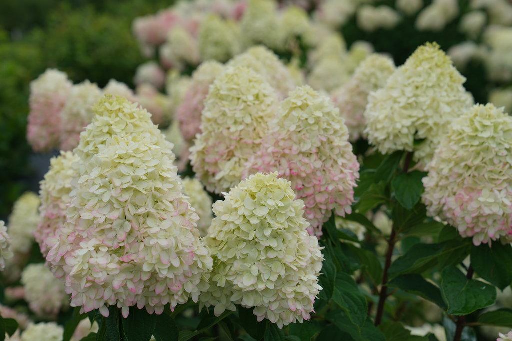 Hydrangea Paniculata Limelight Prime - View 19 from www redcrocus com