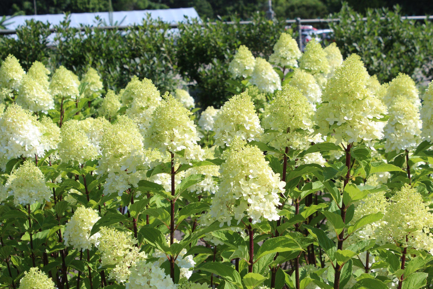 Hydrangea Paniculata Limelight Prime - View 20 from www redcrocus com