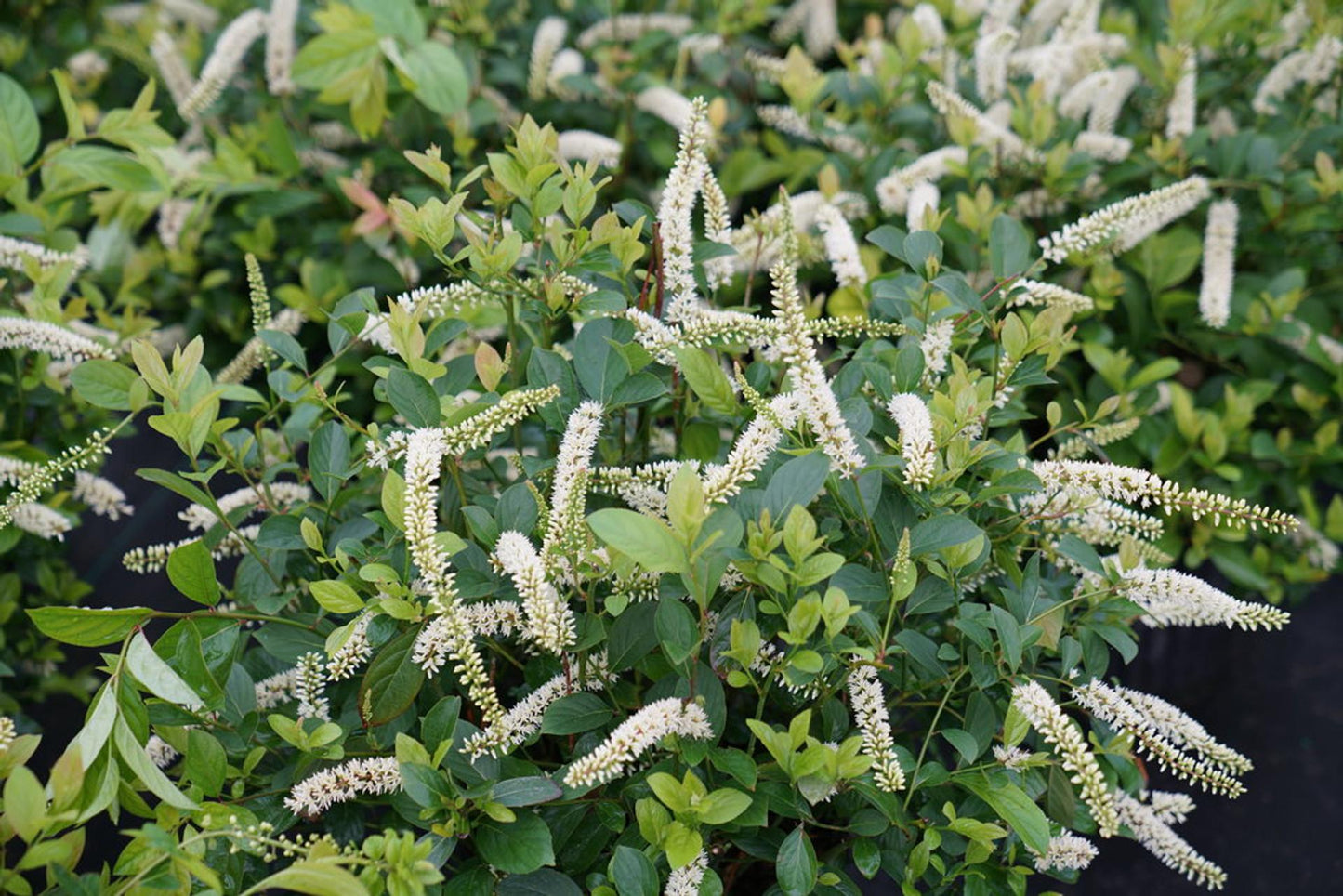 Itea Virginica Fizzy Mizzy - View 10 from www redcrocus com