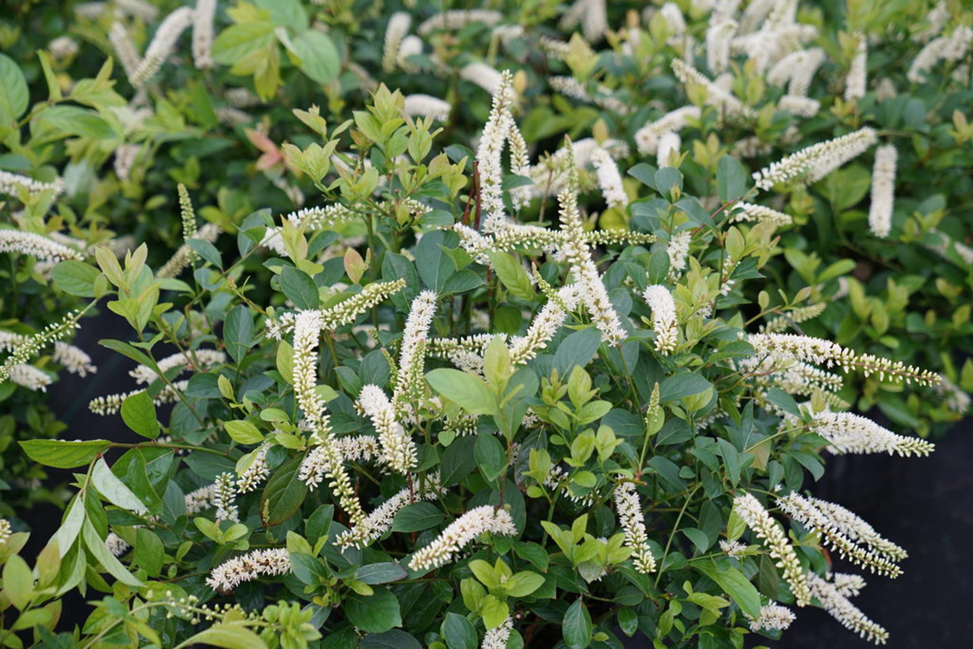 Itea Virginica Fizzy Mizzy - View 10 from www redcrocus com