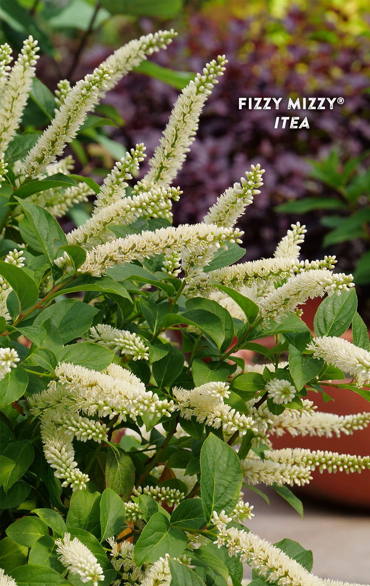 Itea Virginica Fizzy Mizzy - View 11 from www redcrocus com