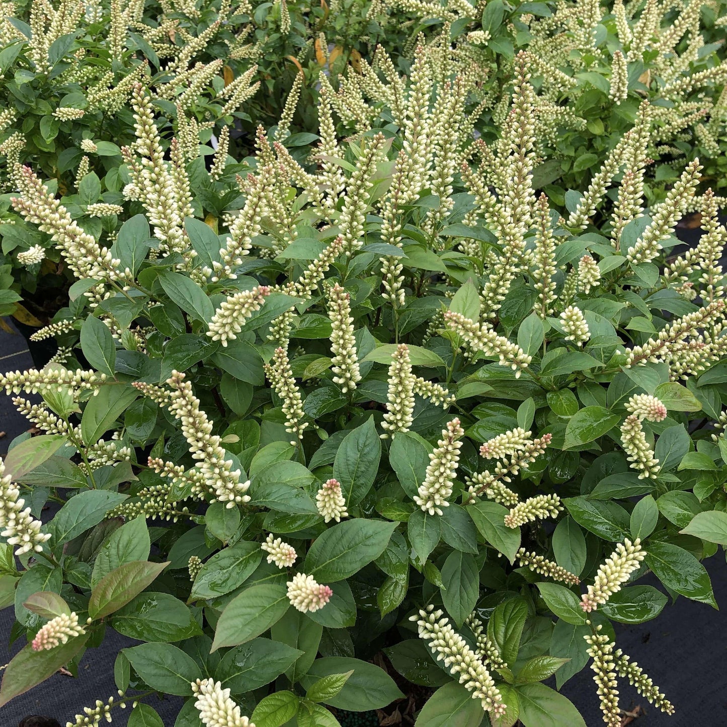 Itea Virginica Fizzy Mizzy - View 12 from www redcrocus com