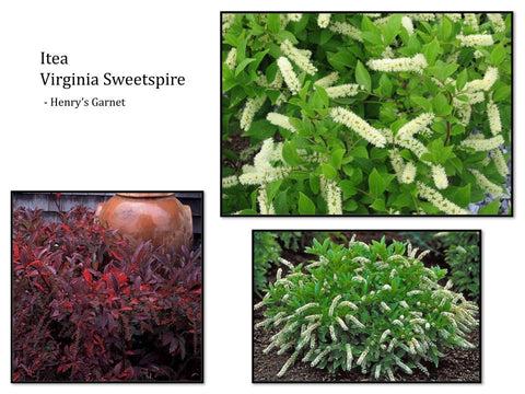 Itea Virginica Fizzy Mizzy - View 13 from www redcrocus com