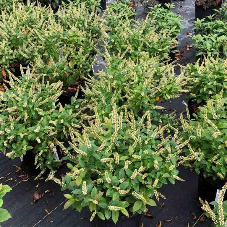 Itea Virginica Fizzy Mizzy - View 14 from www redcrocus com