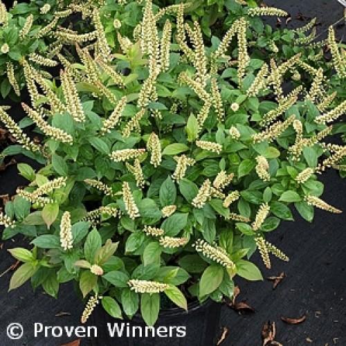 Itea Virginica Fizzy Mizzy - View 16 from www redcrocus com