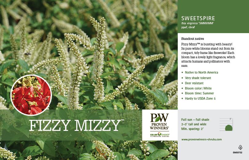 Itea Virginica Fizzy Mizzy - View 17 from www redcrocus com