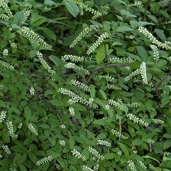 Itea Virginica Fizzy Mizzy - View 18 from www redcrocus com