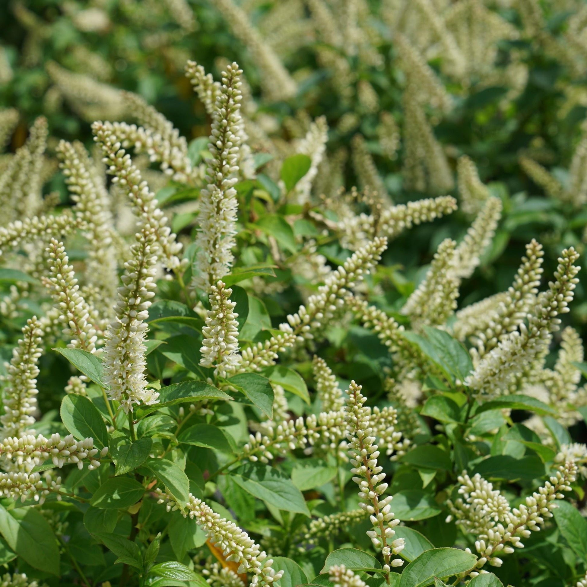 Itea Virginica Fizzy Mizzy - View 1 from www redcrocus com