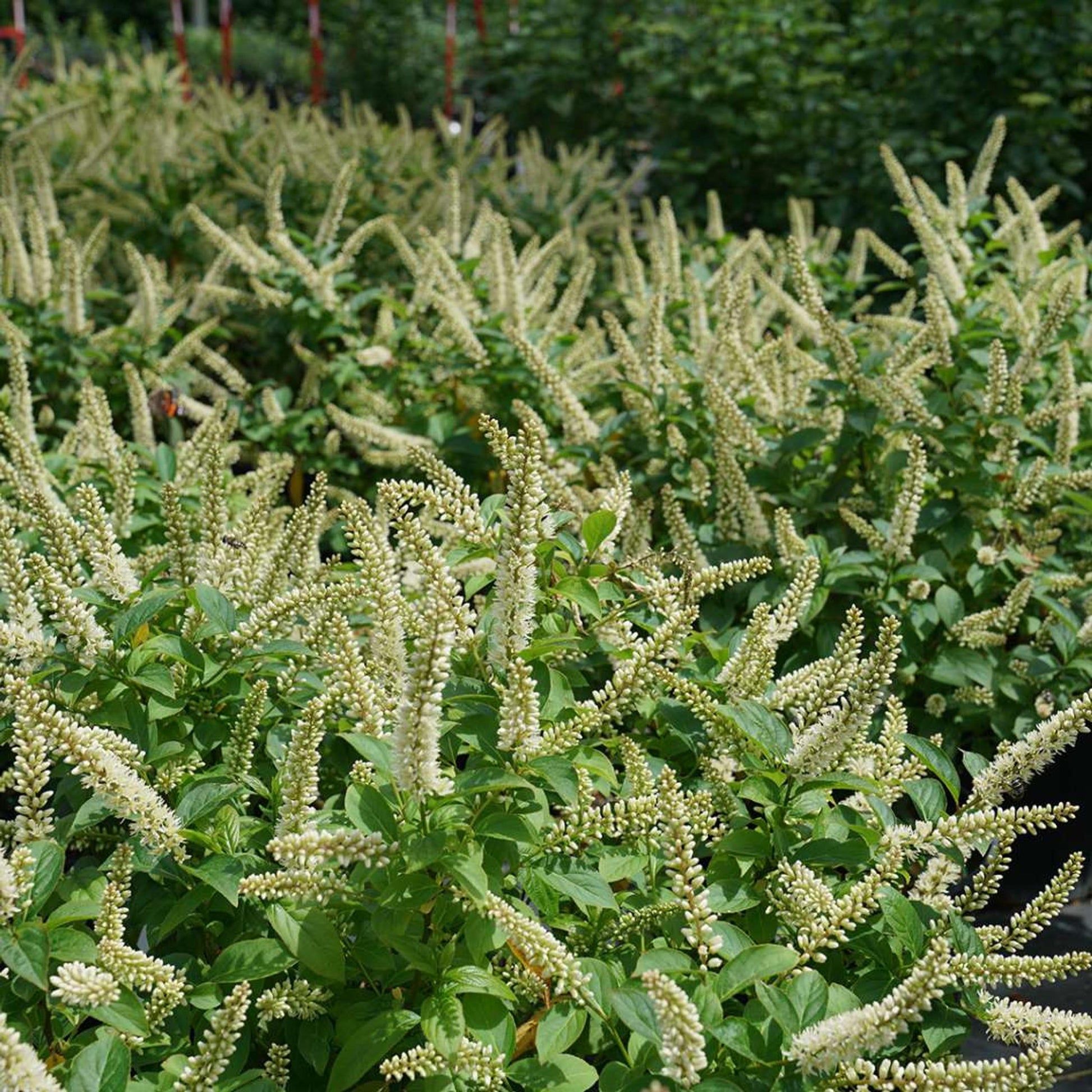 Itea Virginica Fizzy Mizzy - View 2 from www redcrocus com