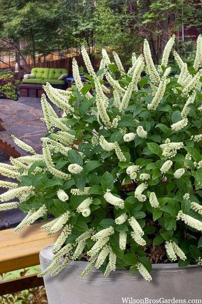 Itea Virginica Fizzy Mizzy - View 3 from www redcrocus com