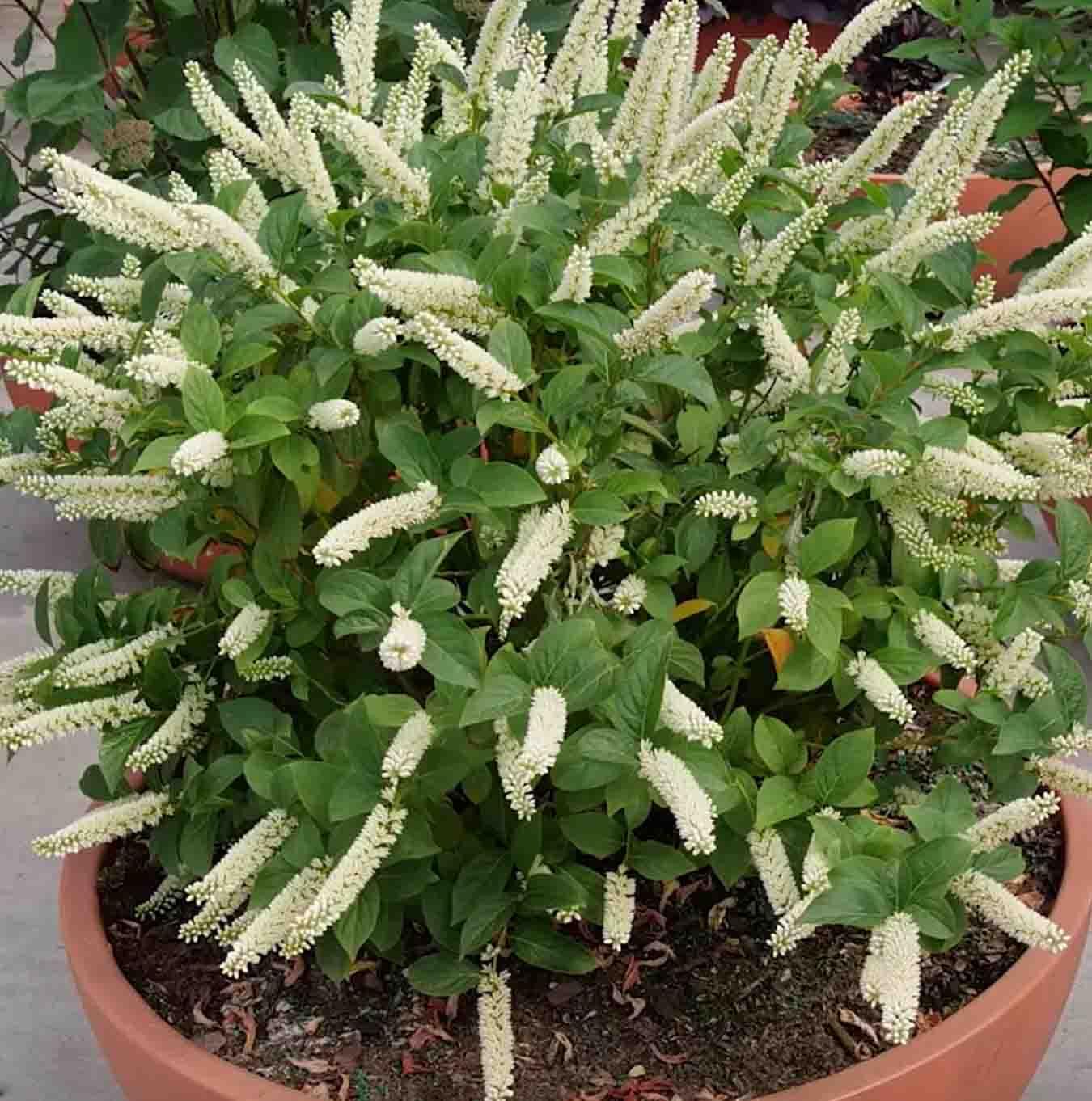 Itea Virginica Fizzy Mizzy - View 4 from www redcrocus com