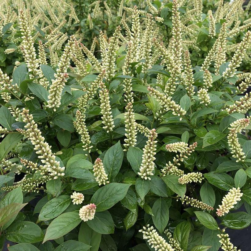 Itea Virginica Fizzy Mizzy - View 5 from www redcrocus com