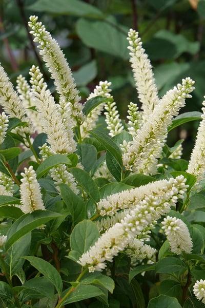 Itea Virginica Fizzy Mizzy - View 6 from www redcrocus com