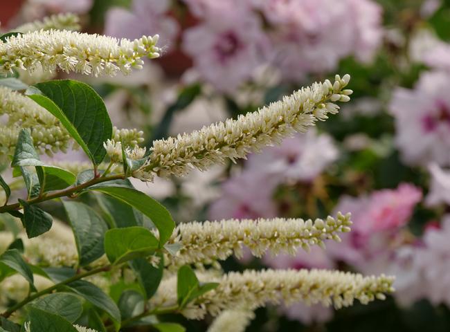 Itea Virginica Fizzy Mizzy - View 9 from www redcrocus com