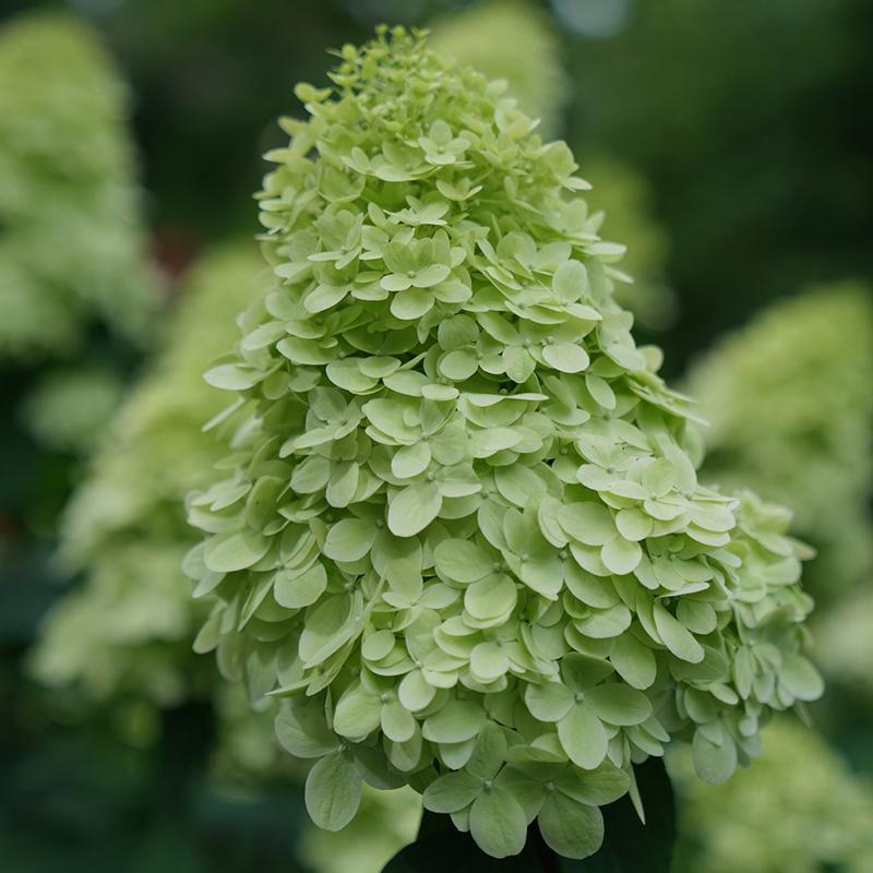 Hydrangea Paniculata 'limelight Prime' - View 10 from www redcrocus com