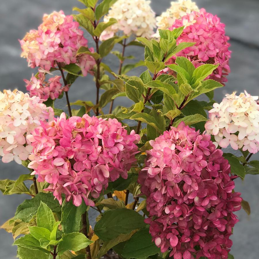 Hydrangea Paniculata 'limelight Prime' - View 12 from www redcrocus com