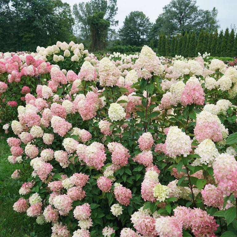Hydrangea Paniculata 'limelight Prime' - View 13 from www redcrocus com