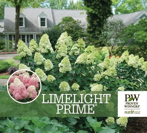 Hydrangea Paniculata 'limelight Prime' - View 17 from www redcrocus com