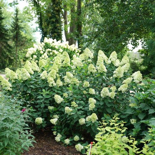 Hydrangea Paniculata 'limelight Prime' - View 1 from www redcrocus com