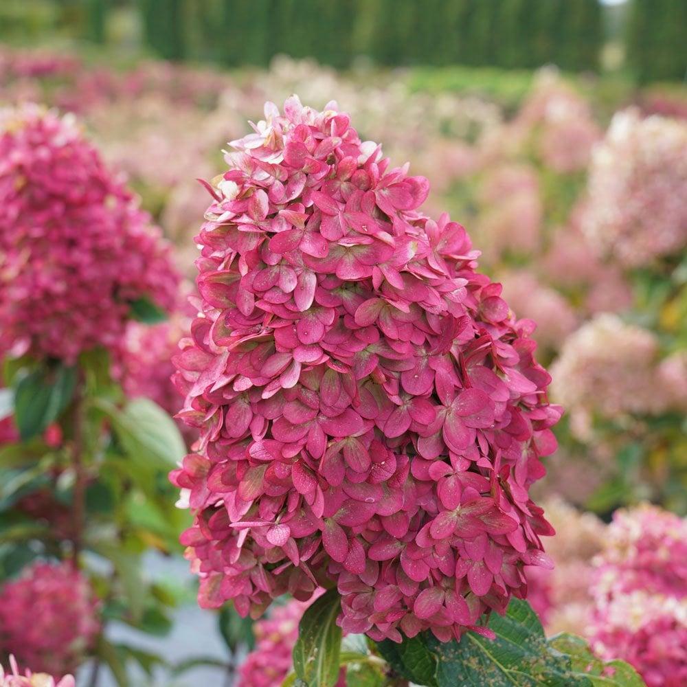 Hydrangea Paniculata 'limelight Prime' - View 4 from www redcrocus com