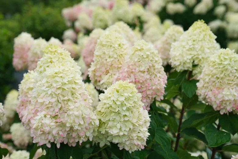 Hydrangea Paniculata 'limelight Prime' - View 6 from www redcrocus com