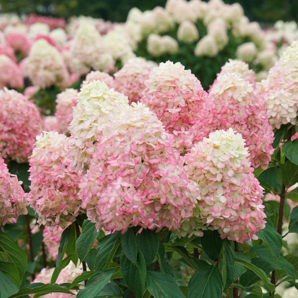 Hydrangea Paniculata 'limelight Prime' - View 8 from www redcrocus com