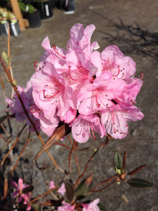 Rhododendron Aglo - View 10 from www redcrocus com