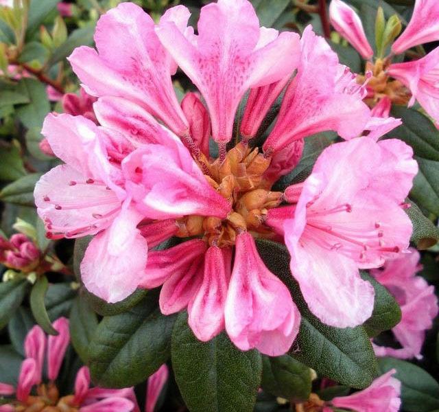 Rhododendron Aglo - View 16 from www redcrocus com