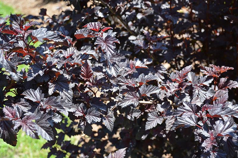 Physocarpus Opulifolius Summer Wine Black - View 10 from www redcrocus com