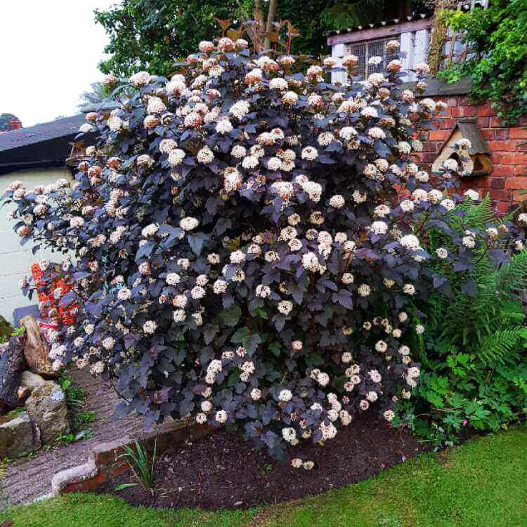 Physocarpus Opulifolius Summer Wine Black - View 11 from www redcrocus com