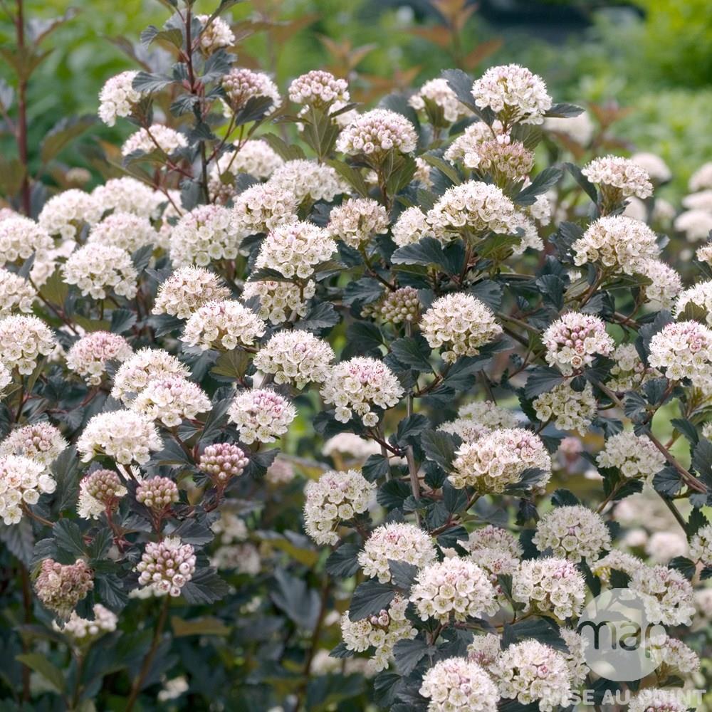 Physocarpus Opulifolius Summer Wine Black - View 12 from www redcrocus com