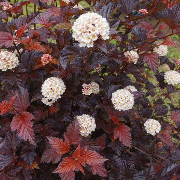 Physocarpus Opulifolius Summer Wine Black - View 14 from www redcrocus com