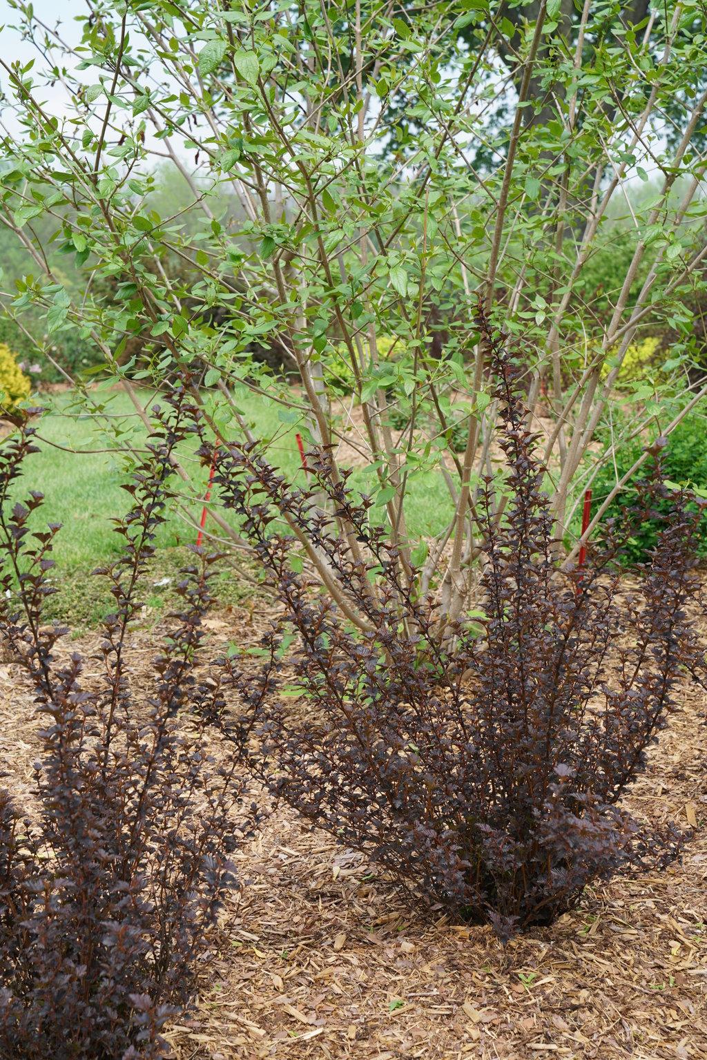 Physocarpus Opulifolius Summer Wine Black - View 16 from www redcrocus com